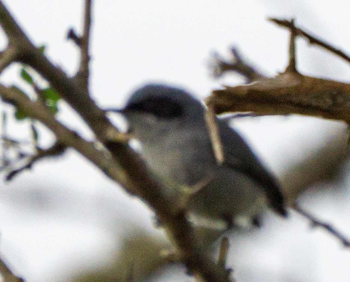 Masked Gnatcatcher - ML646570106