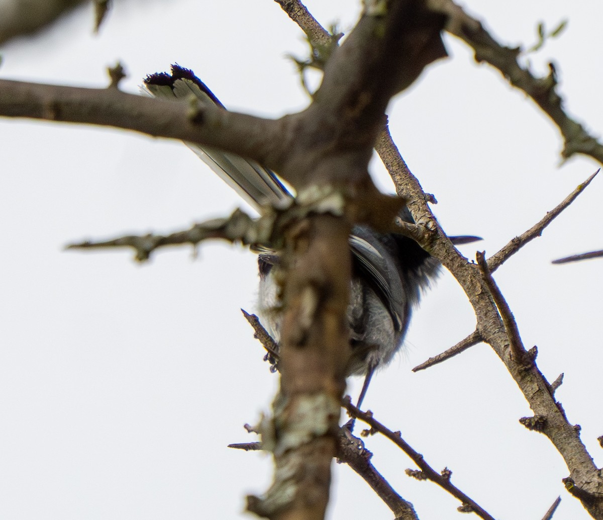 Masked Gnatcatcher - ML646570107