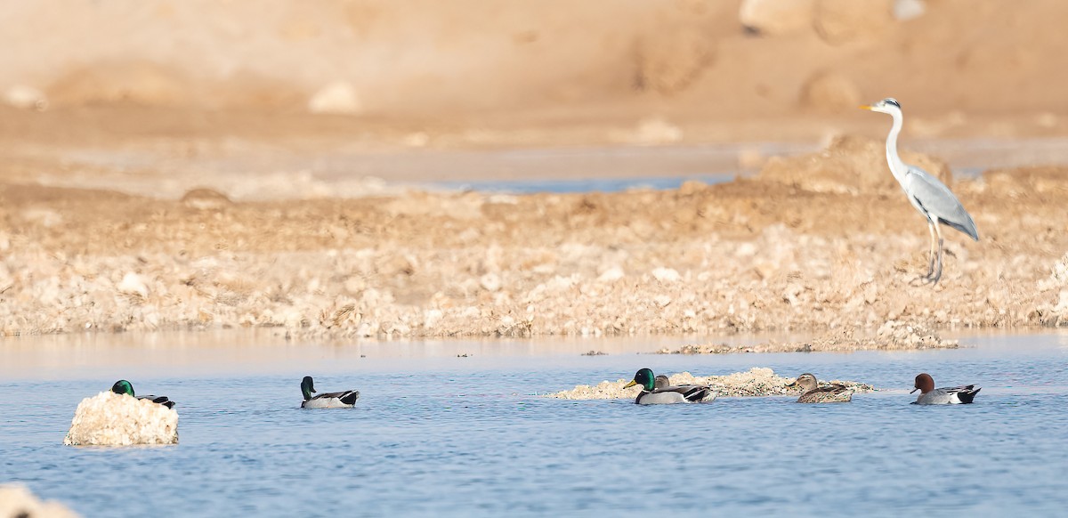 Mallard - ML646570108