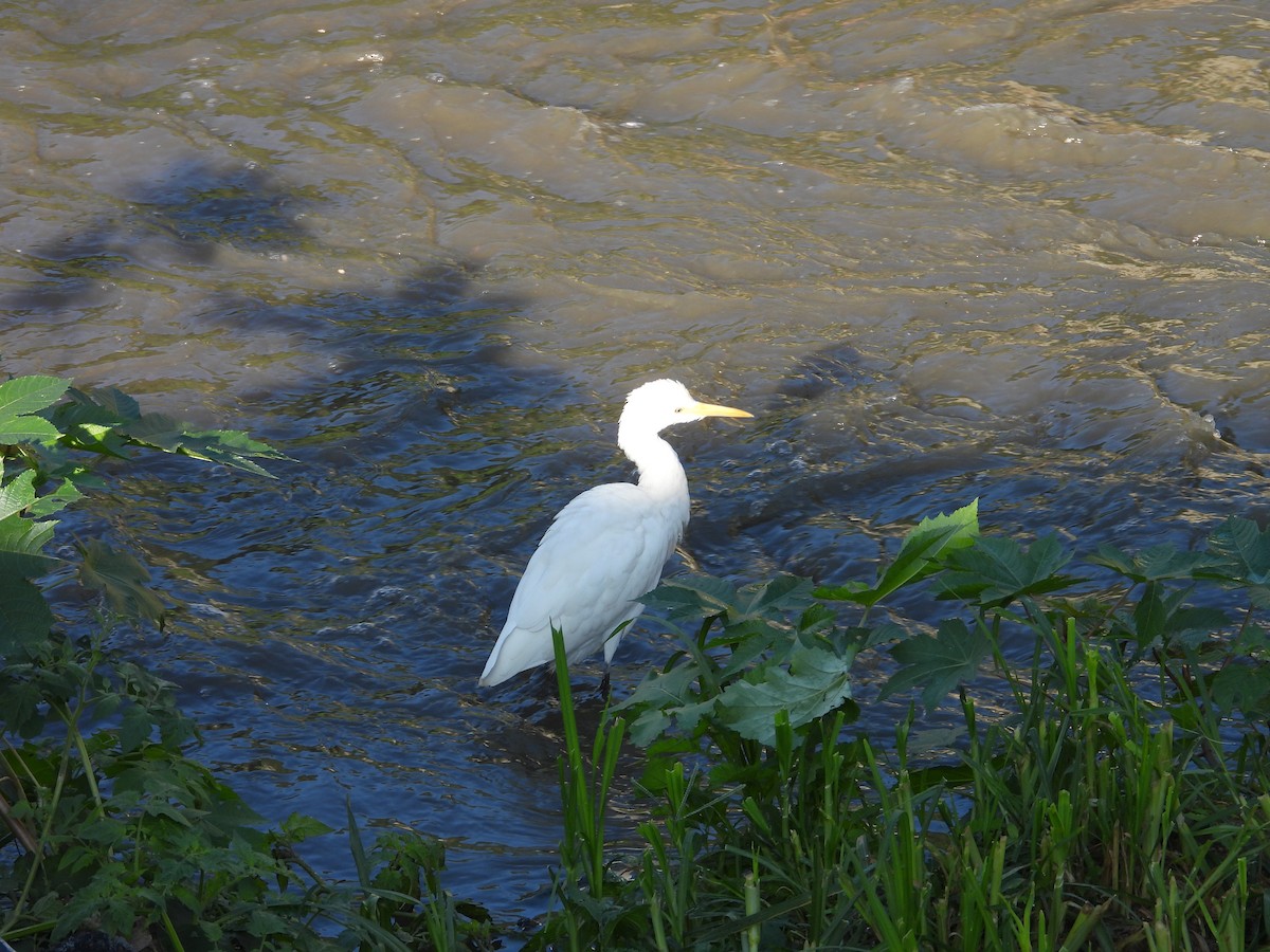 アマサギ - ML646570109
