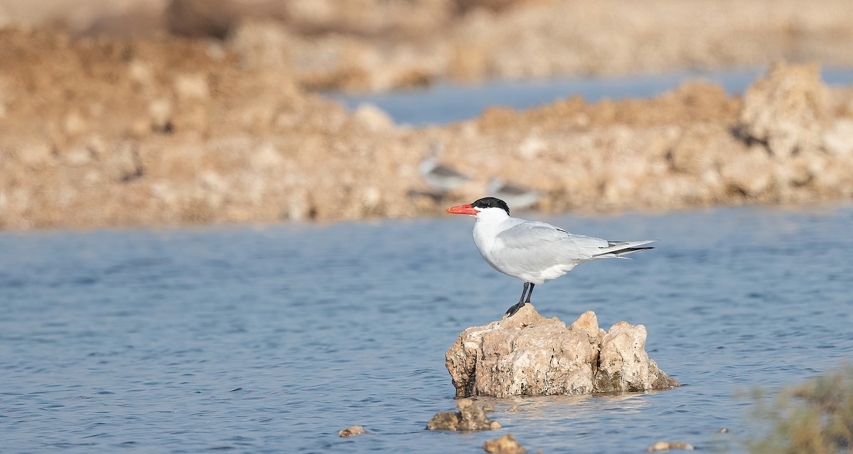 Caspian Tern - ML646570111
