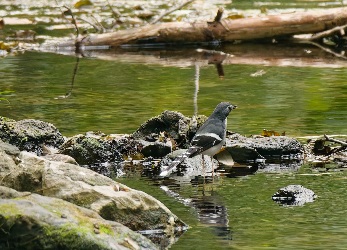 Slaty-backed Forktail - ML646570112