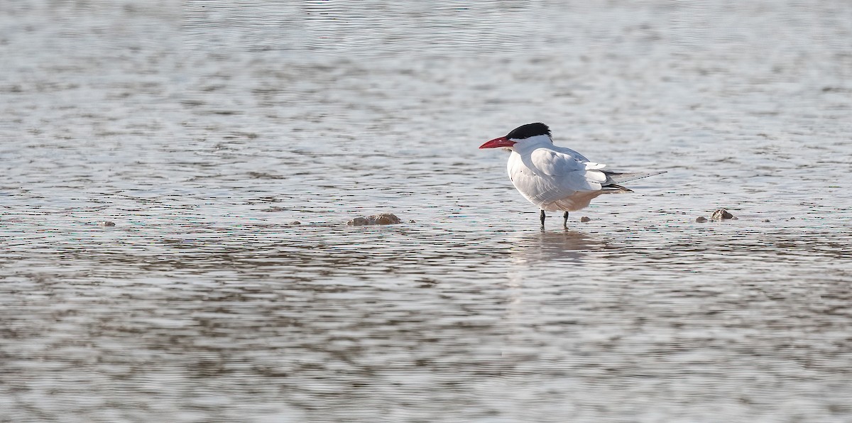 Caspian Tern - ML646570117