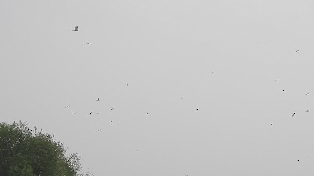 Чапля єгипетська східна - ML646570119