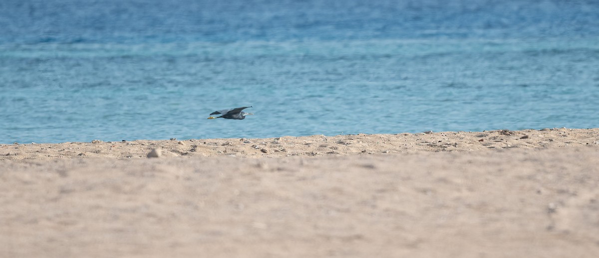 Western Reef-Heron (Eastern) - ML646570121