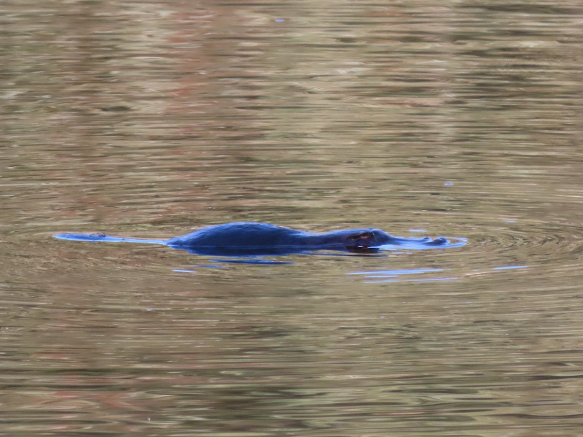 Platypus - ML646570122