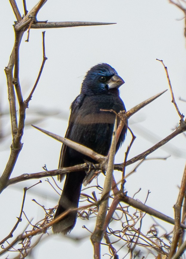 Ultramarine Grosbeak - ML646570123