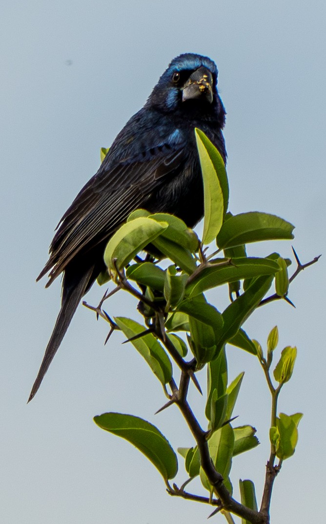 Ultramarine Grosbeak - ML646570124