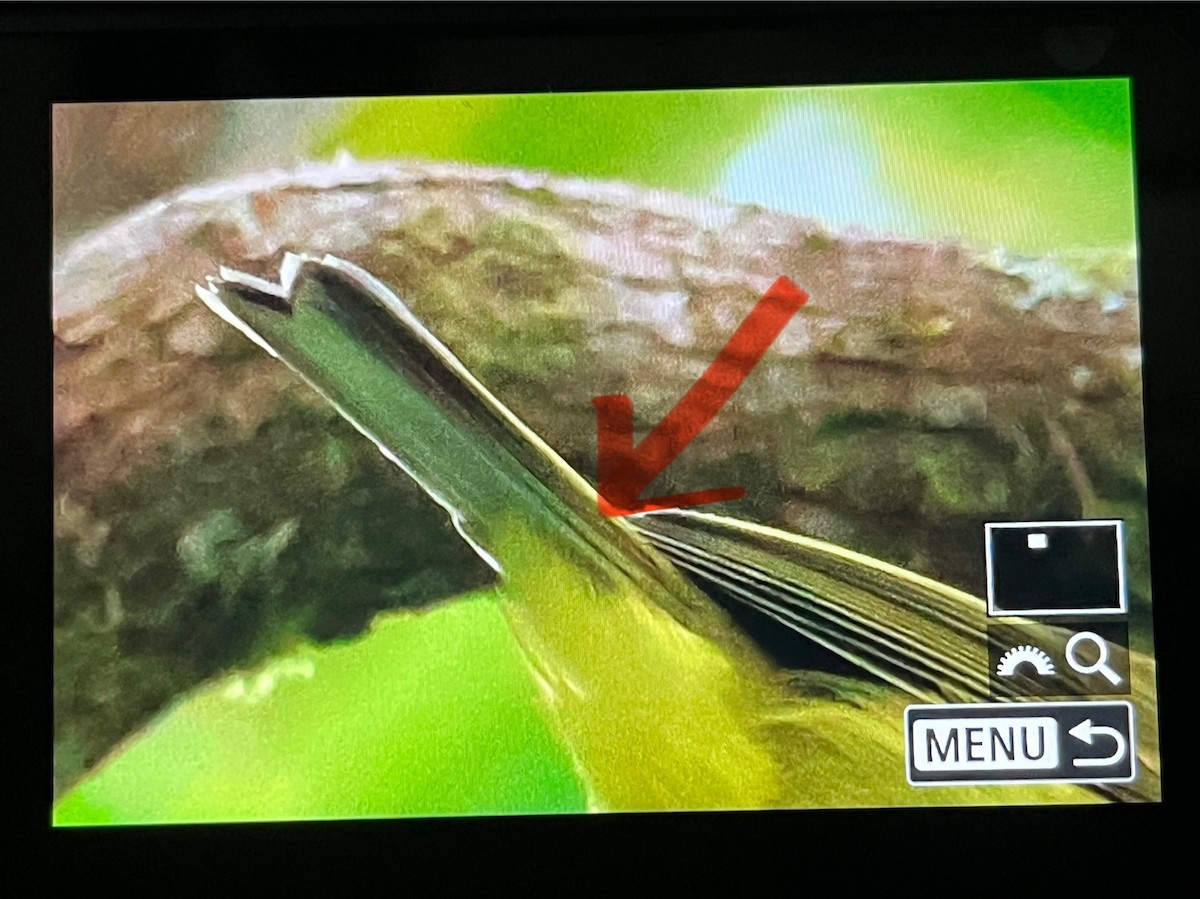 Bianchi's Warbler - ML646570125