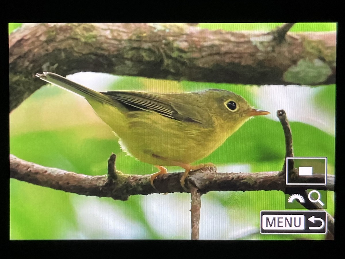 Bianchi's Warbler - ML646570126