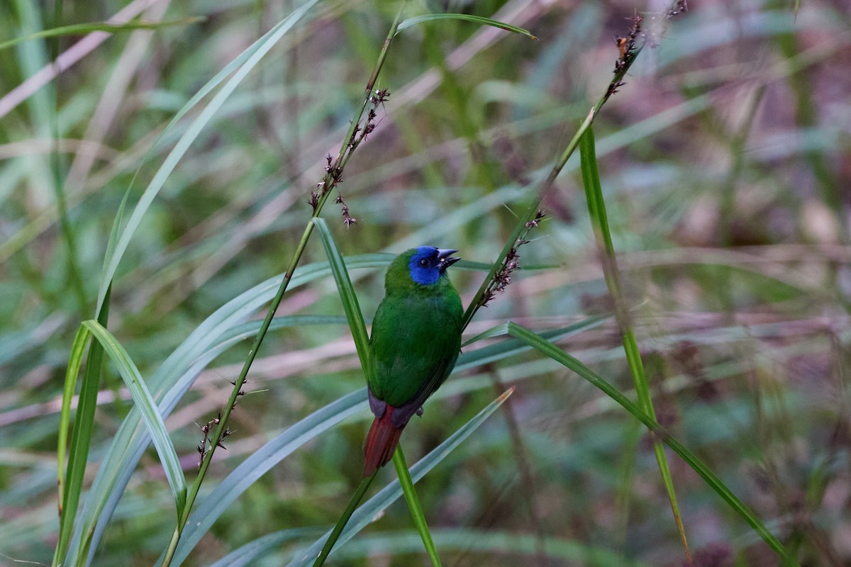 ナンヨウセイコウチョウ - ML646570128