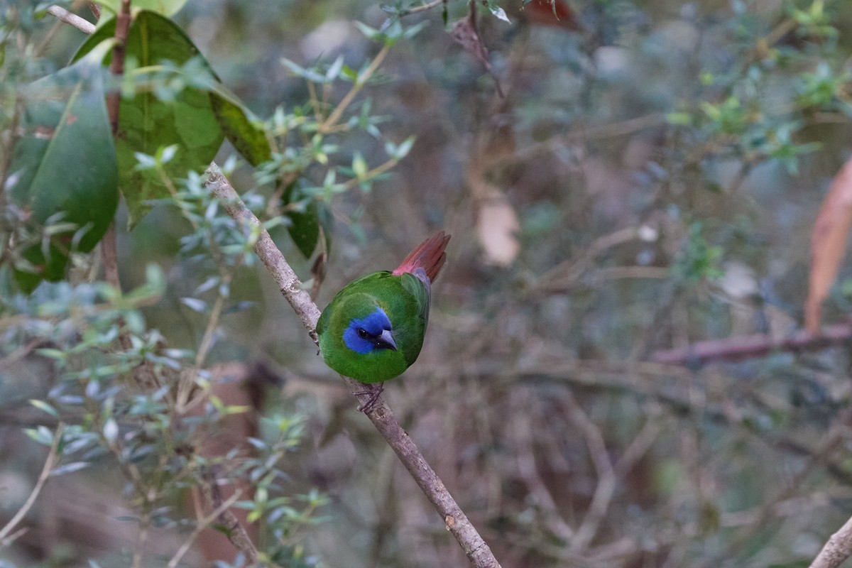 ナンヨウセイコウチョウ - ML646570130
