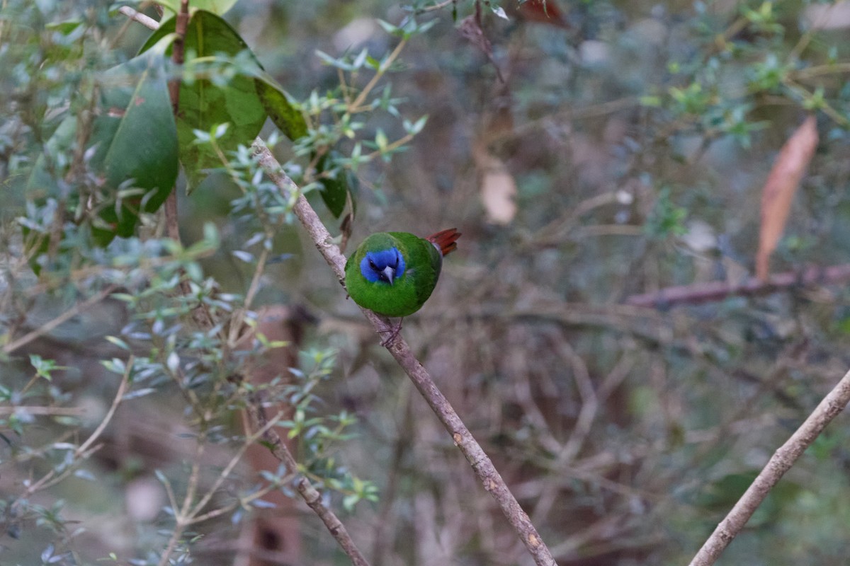 ナンヨウセイコウチョウ - ML646570131