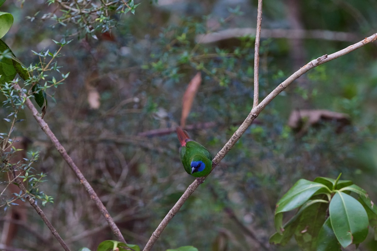 ナンヨウセイコウチョウ - ML646570132