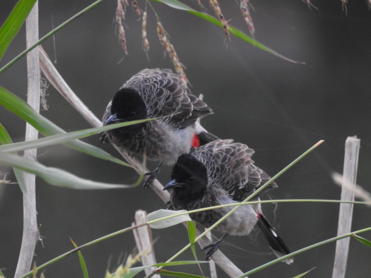 Red-vented Bulbul - ML646570133