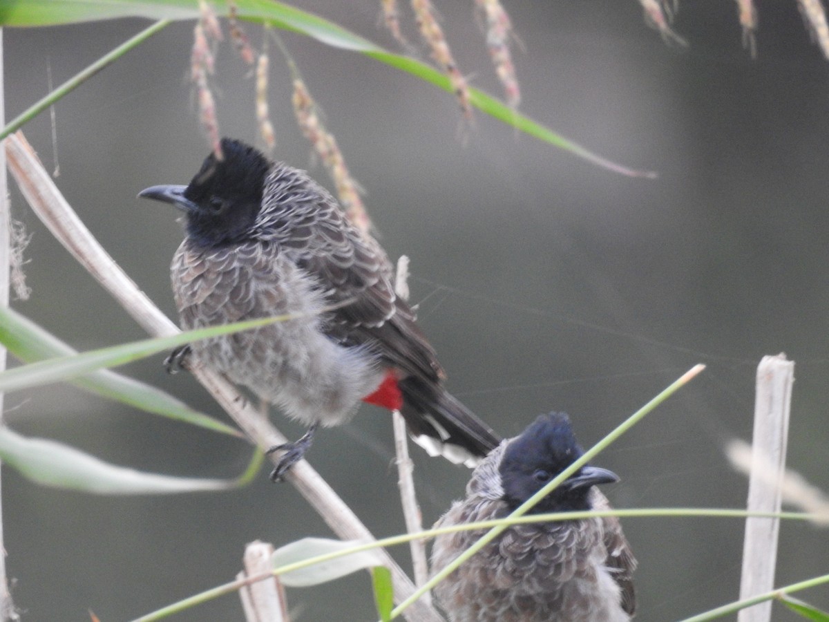 Red-vented Bulbul - ML646570134