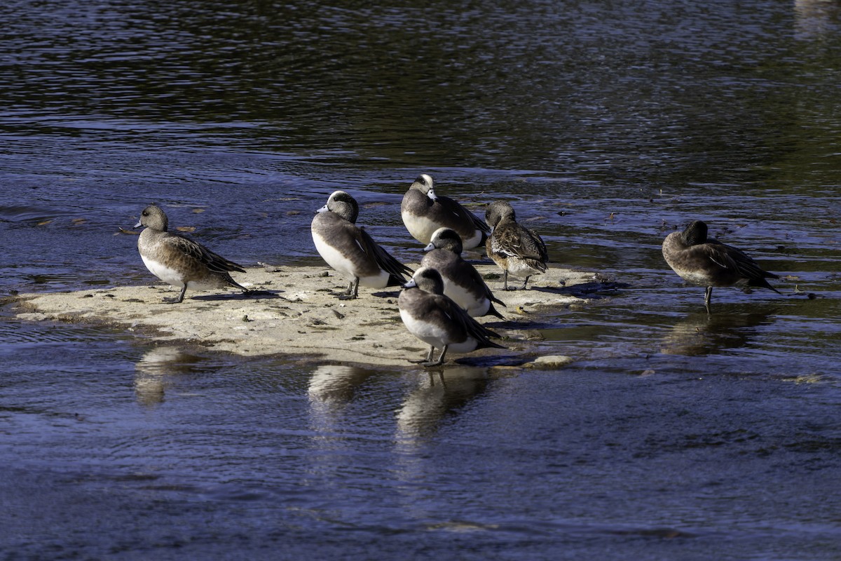 アメリカヒドリ - ML646570135