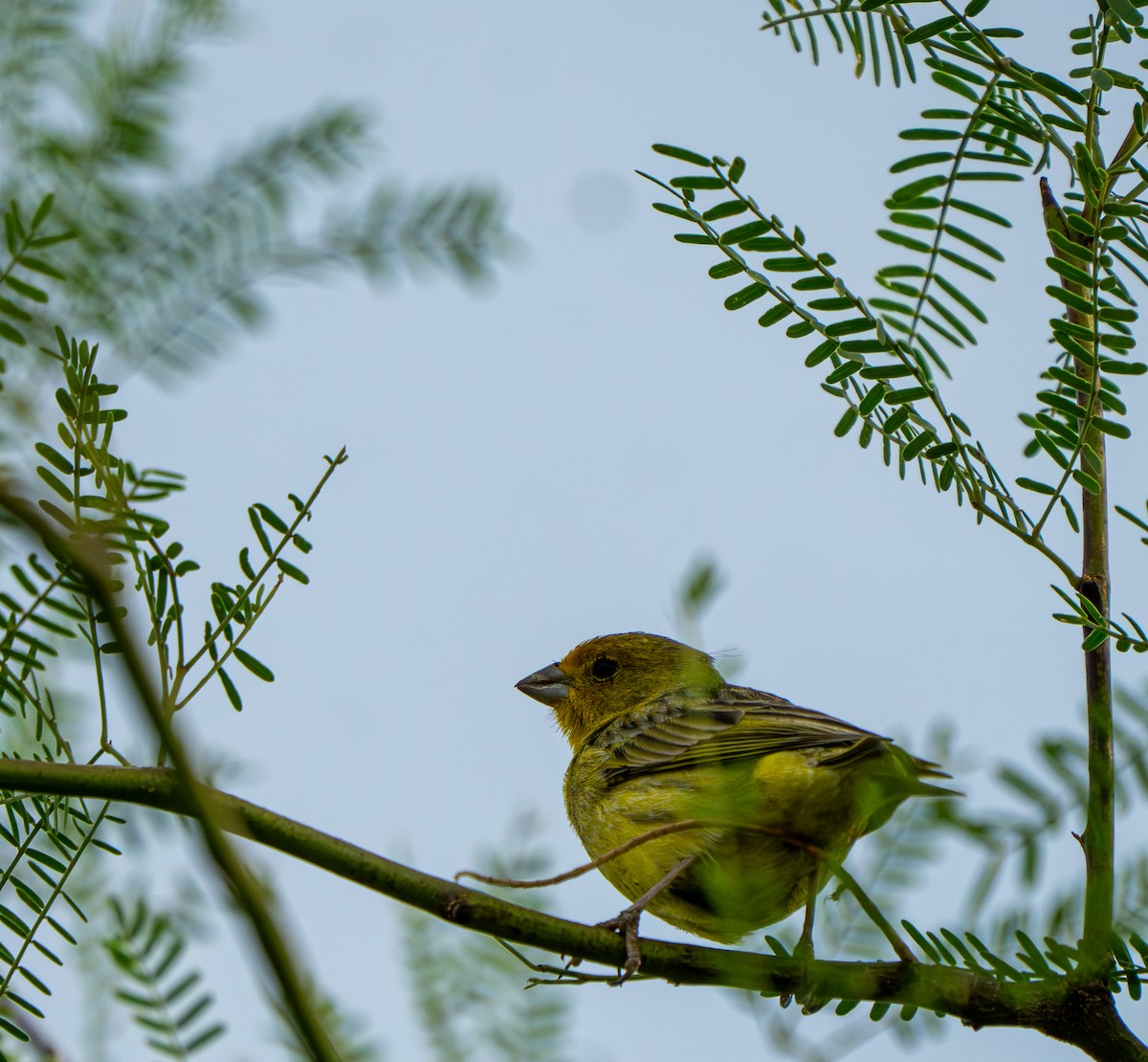 Saffron Finch - ML646570137