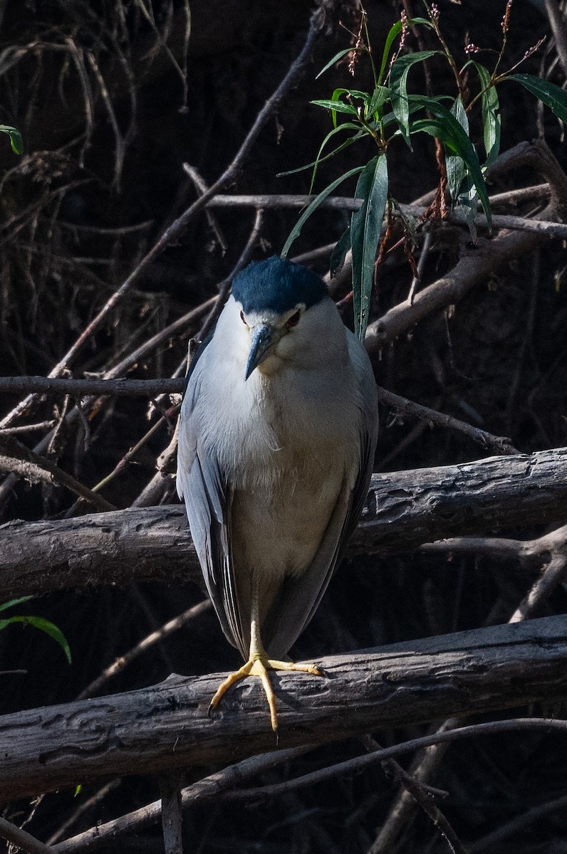 ゴイサギ - ML646570138