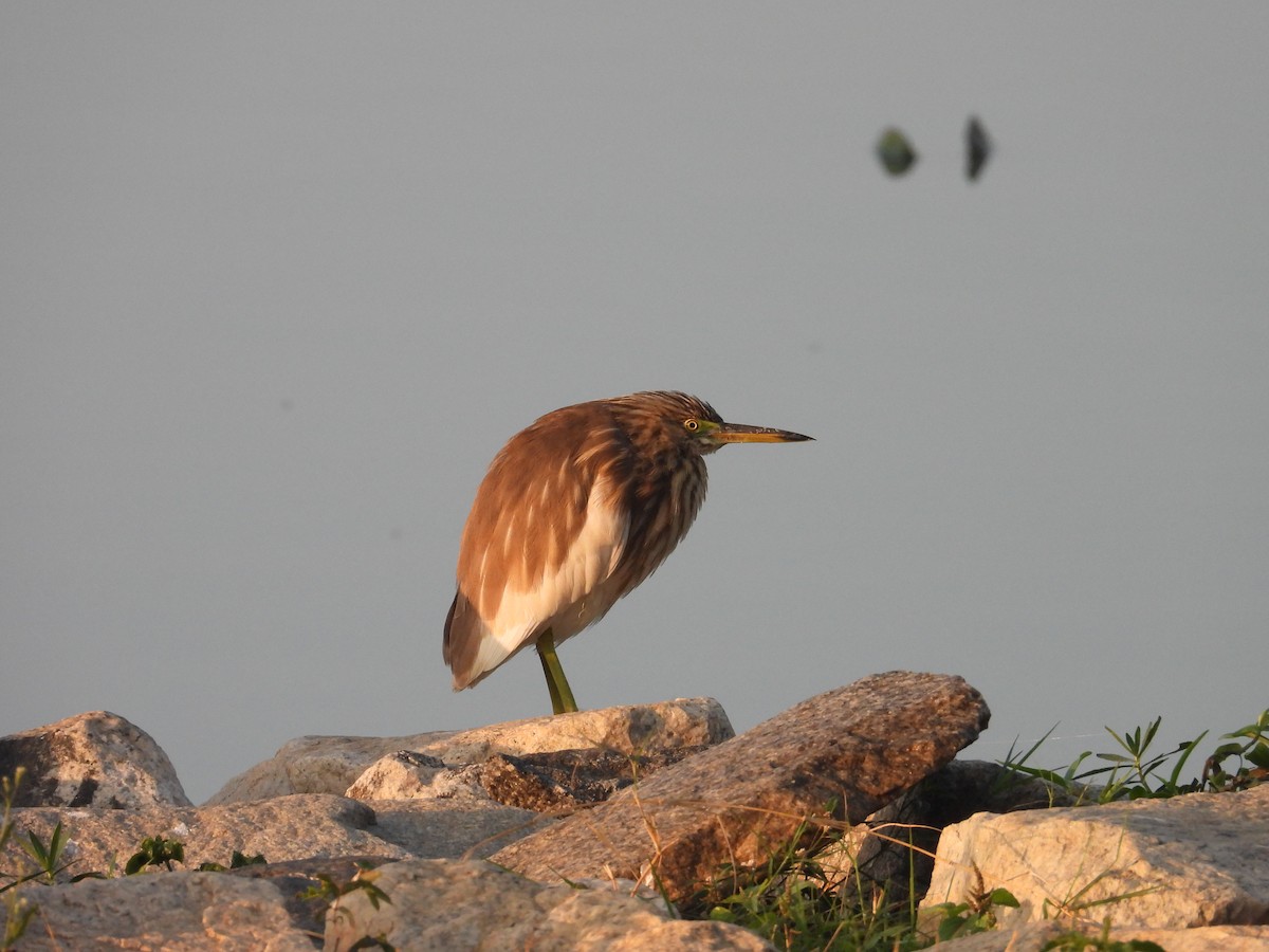 Индийская прудовая цапля - ML646570139