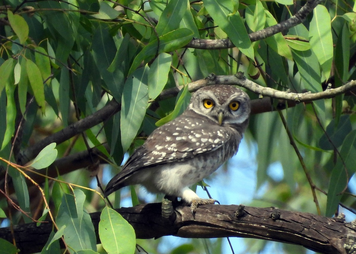 インドコキンメフクロウ - ML646570141