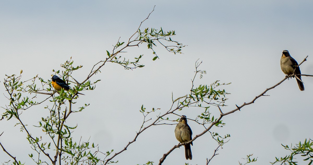 Bluish-gray Saltator - ML646570142