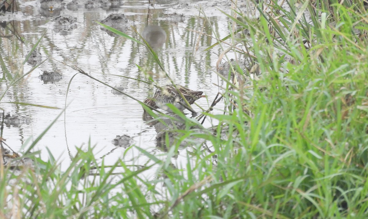 Баранець звичайний - ML646570143