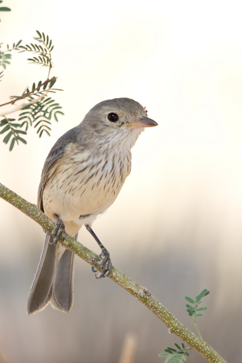 アカハラモズヒタキ - ML646570145