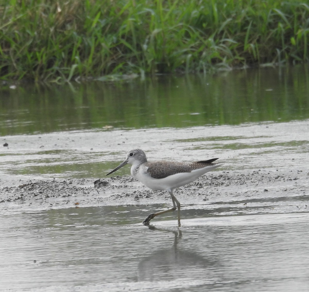 Коловодник великий - ML646570146