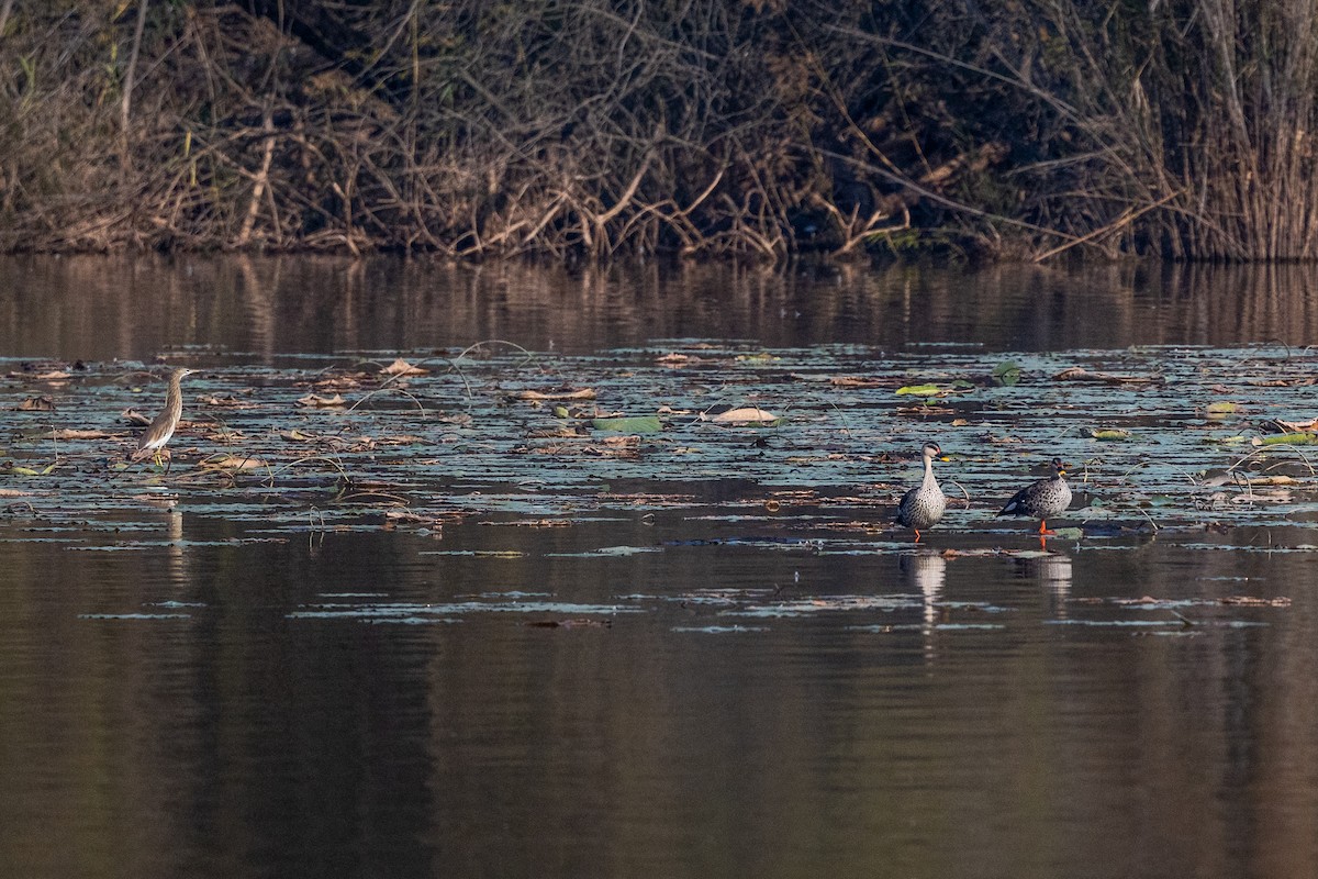 アカボシカルガモ - ML646570147