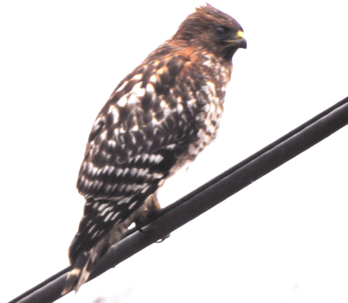 Red-shouldered Hawk - ML646570148