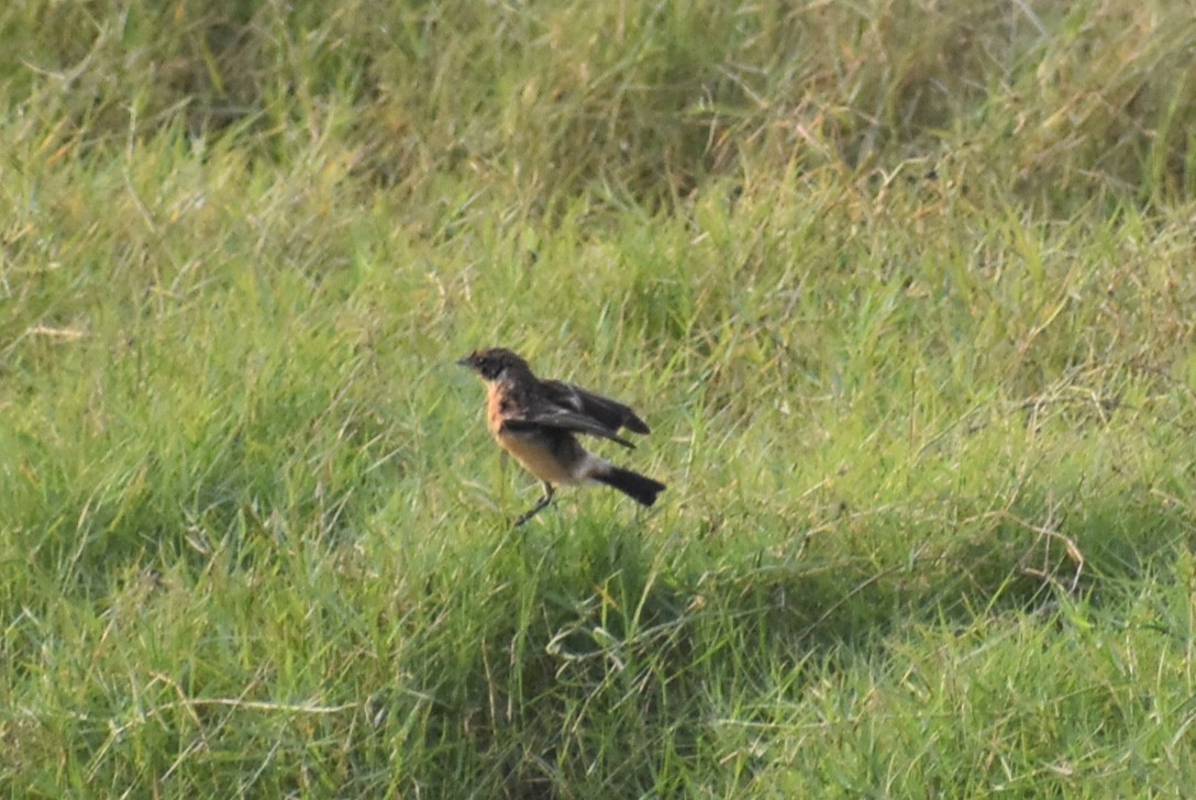 Siberian Stonechat - ML646570152
