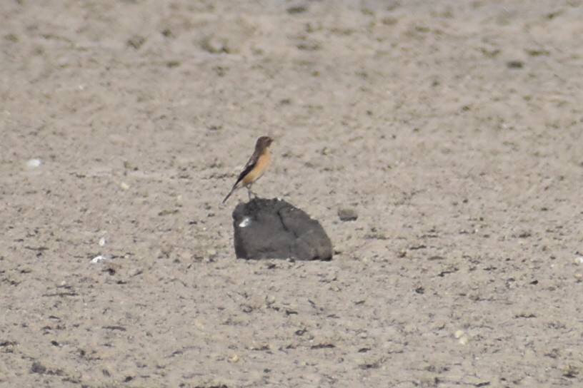 Siberian Stonechat - ML646570153