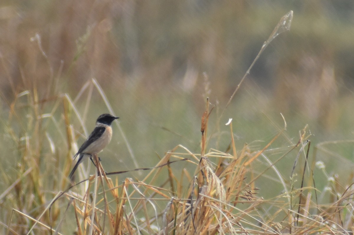 Siberian Stonechat - ML646570154