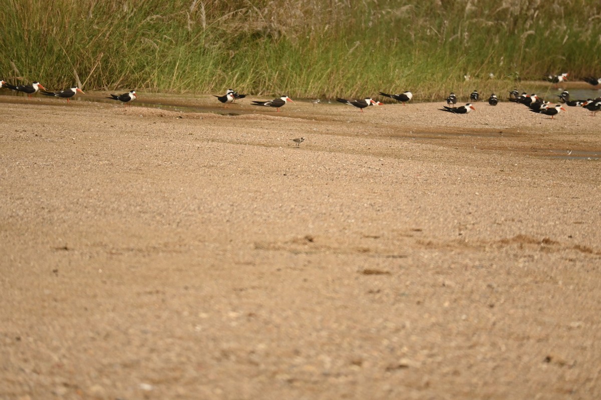 Тэнгисийн хиазат - ML646570157