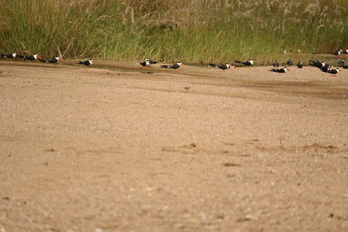 Тэнгисийн хиазат - ML646570158