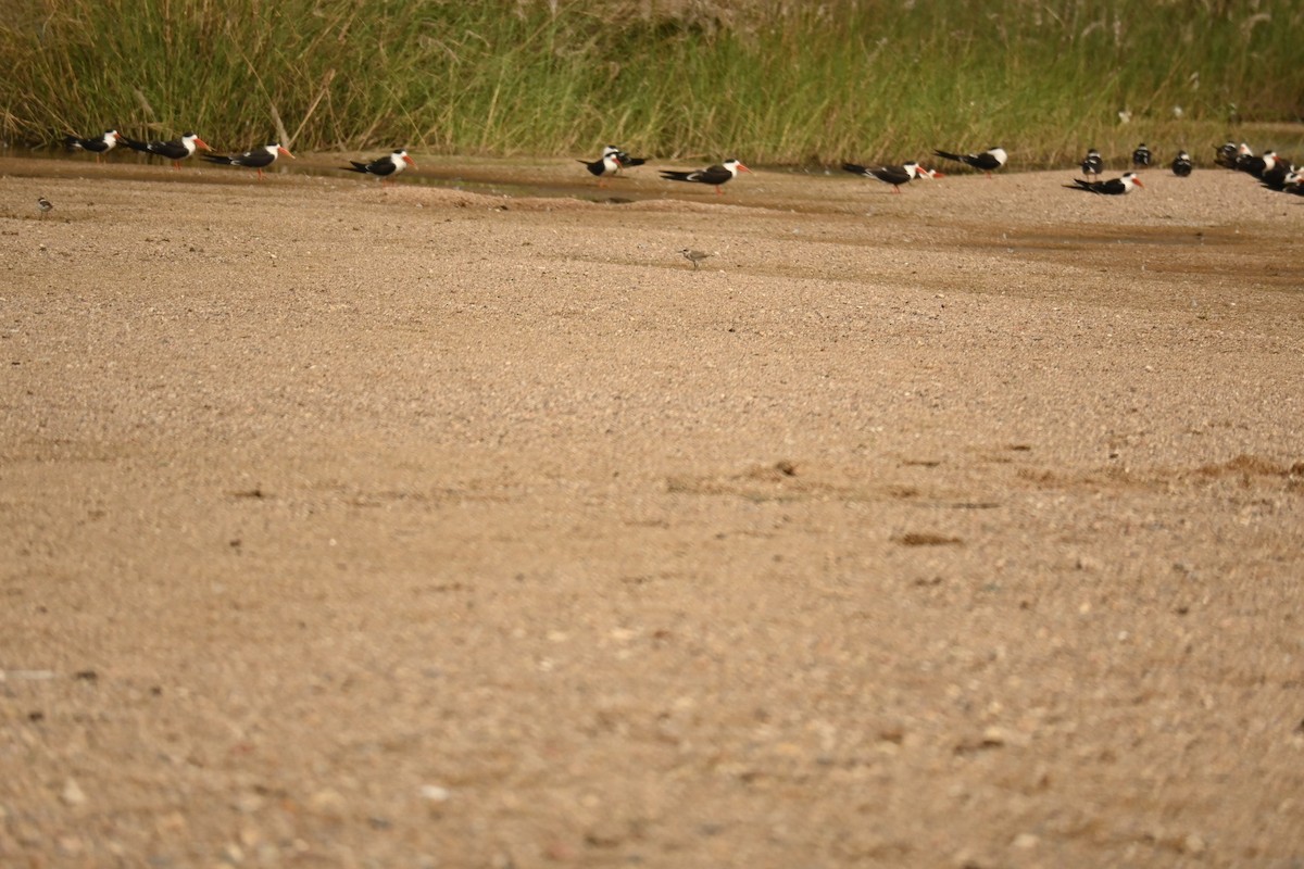 Тэнгисийн хиазат - ML646570159