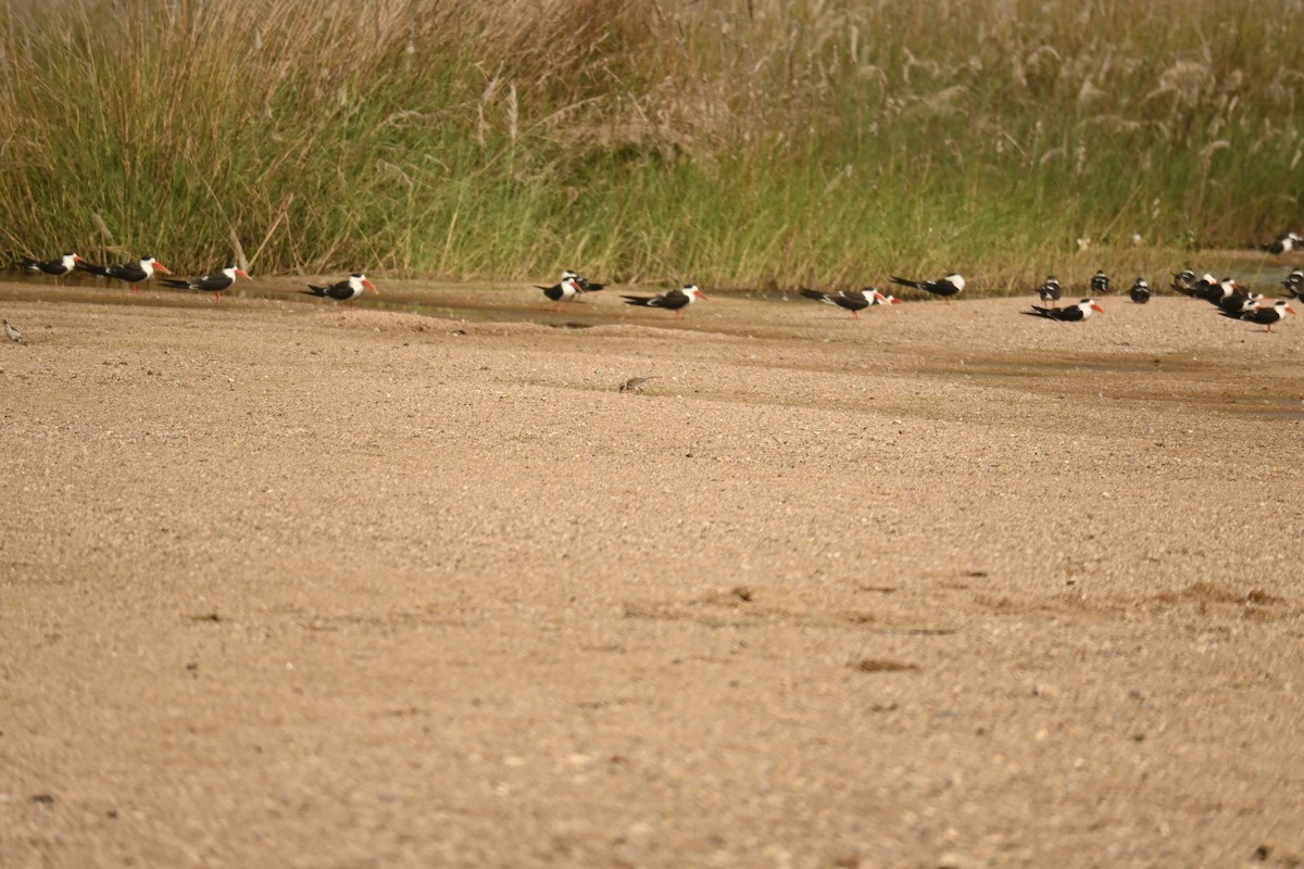 Тэнгисийн хиазат - ML646570160