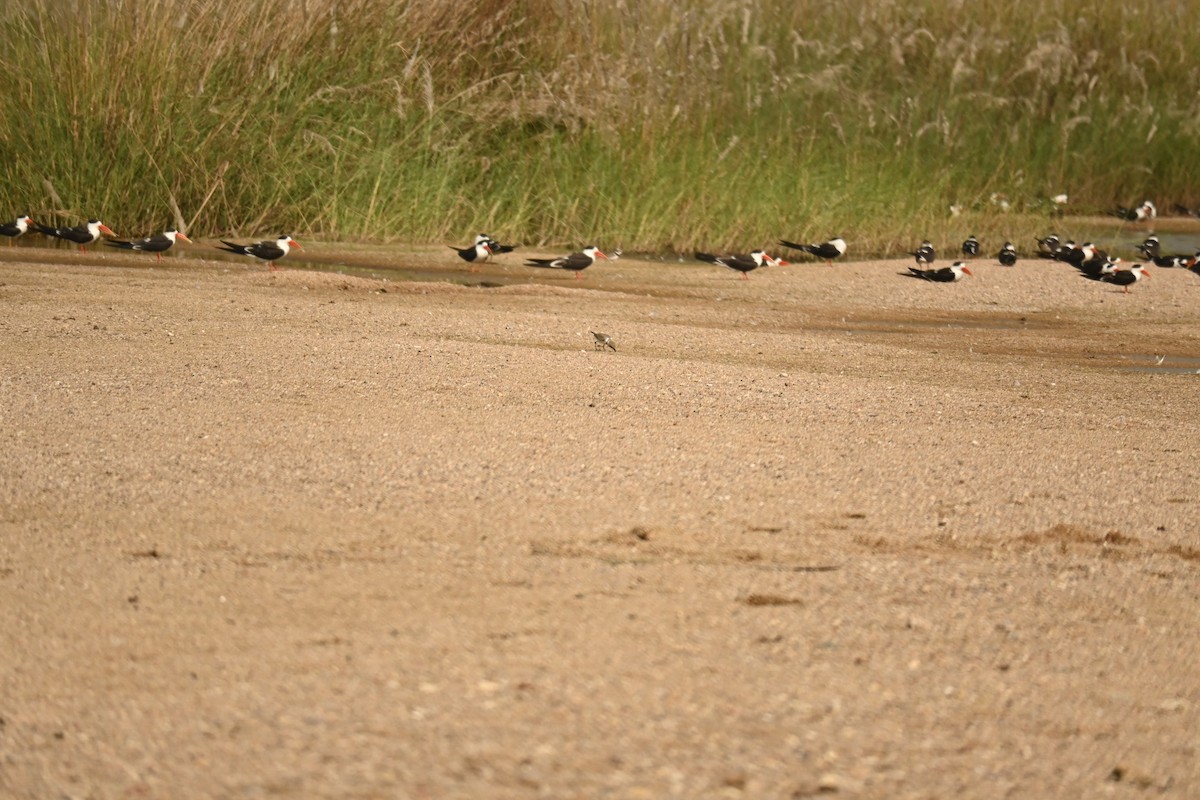 Тэнгисийн хиазат - ML646570161