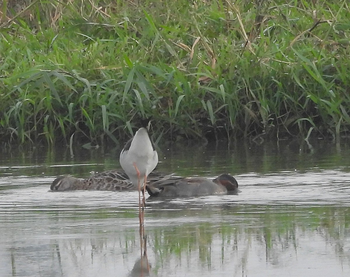 Чирянка мала - ML646570162