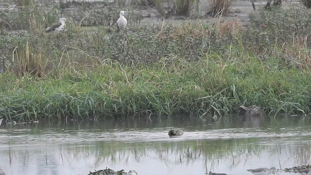 Чирянка мала - ML646570163