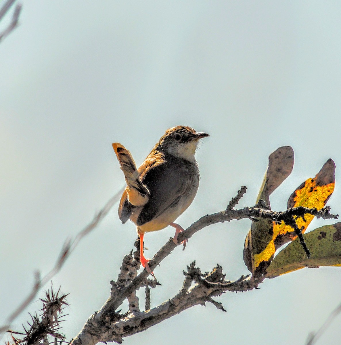 インドハウチワドリ - ML646570164