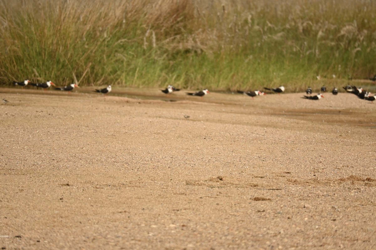 Тэнгисийн хиазат - ML646570165