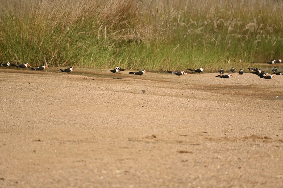 Тэнгисийн хиазат - ML646570166