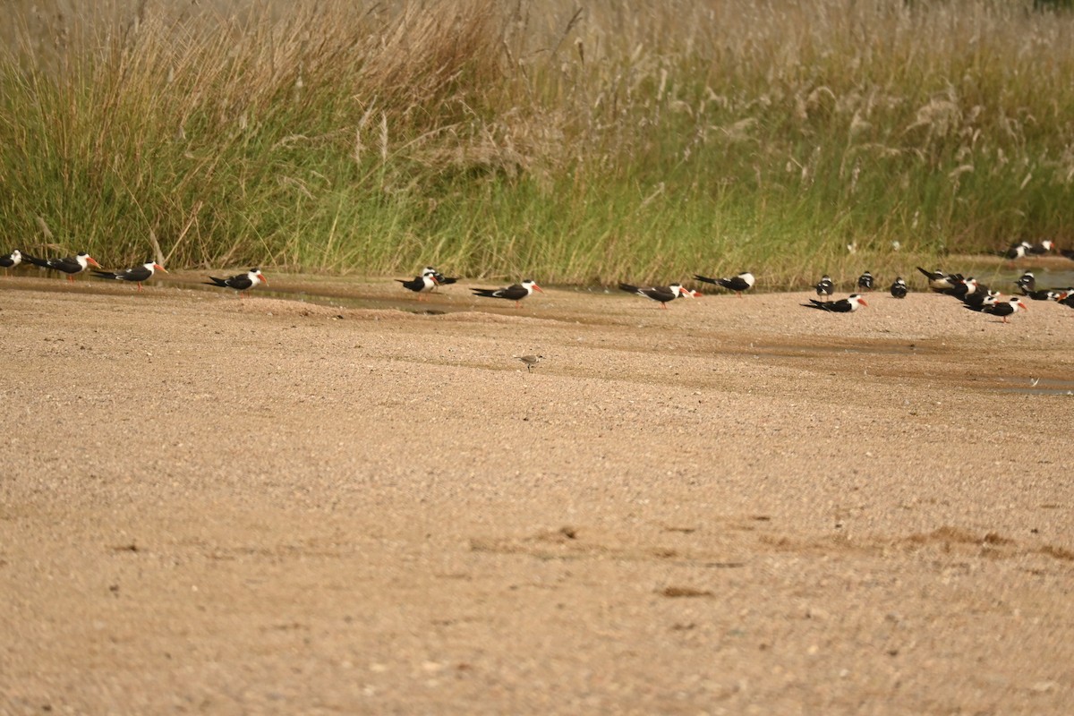 Тэнгисийн хиазат - ML646570167