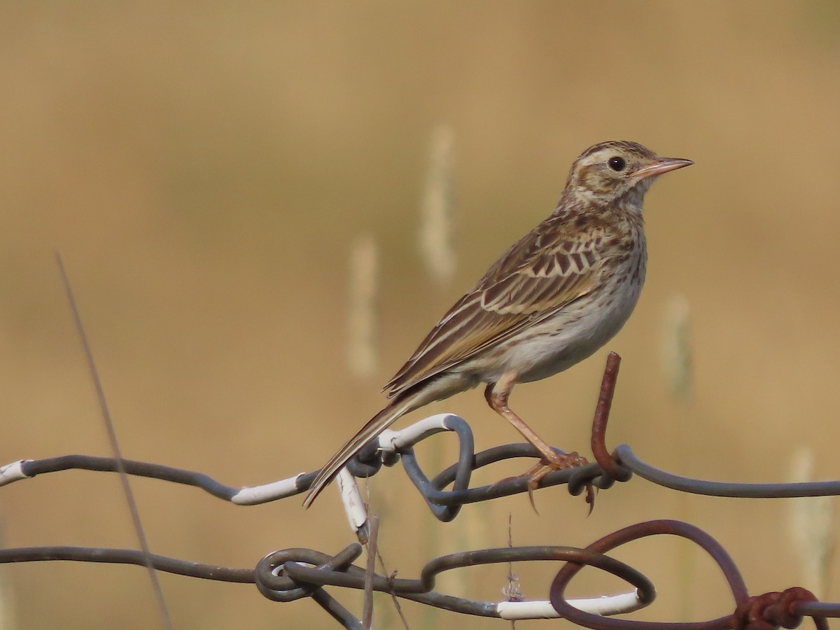 Australian Pipit - ML646570168