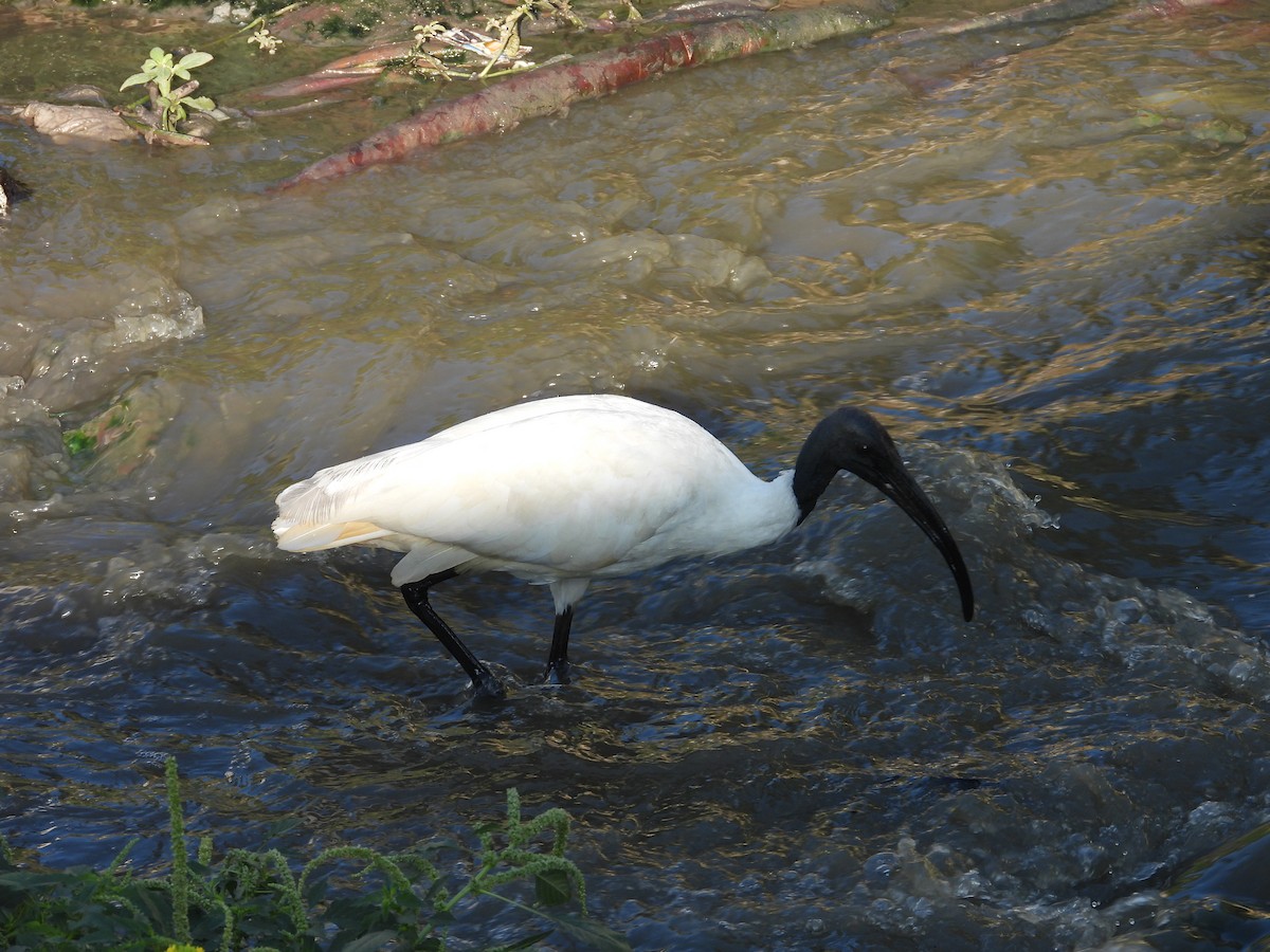 Black-headed Ibis - ML646570171