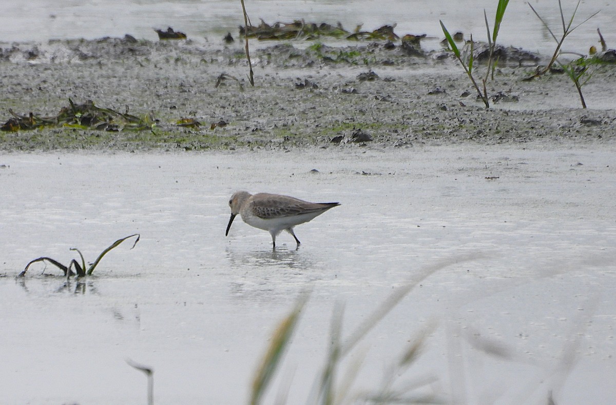 Побережник чорногрудий - ML646570172