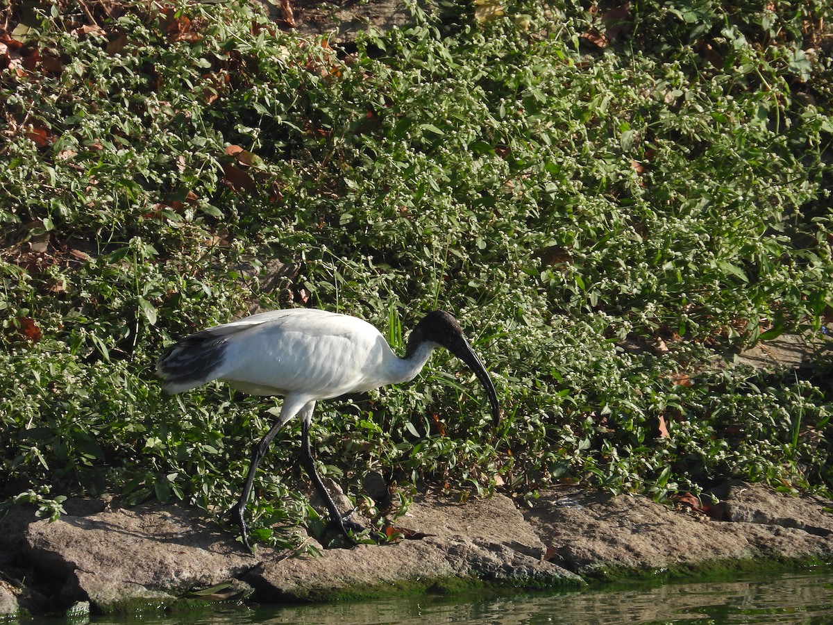 Black-headed Ibis - ML646570173