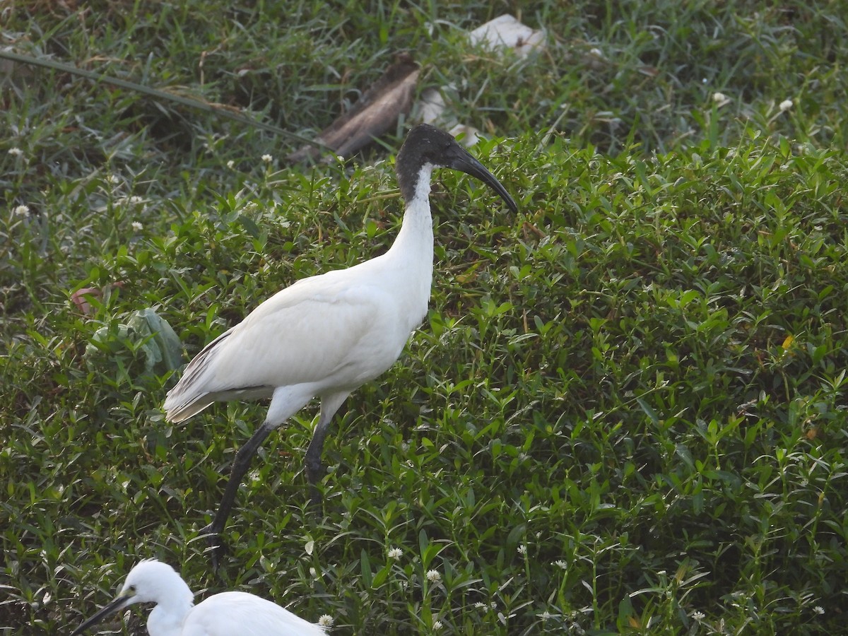 Black-headed Ibis - ML646570174